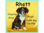 Adopt Rhett a Spaniel, Dachshund