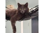 Adopt Sunflower a Domestic Long Hair