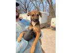 Adopt Oddish a Mountain Cur, Mixed Breed