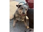 Adopt Billy Bob a Cattle Dog, Mixed Breed