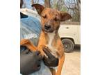 Adopt Nymble a Mountain Cur, Mixed Breed