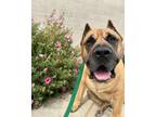 Adopt Tractor a Cane Corso, Mixed Breed