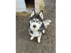 Adopt Billy a Siberian Husky