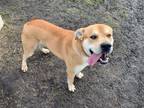 Adopt Clyde a Akita, Labrador Retriever