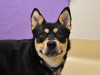 Adopt Makie a Australian Kelpie, Rottweiler