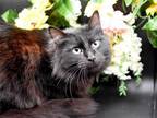 Adopt Mercury a Domestic Medium Hair