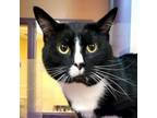 Adopt Sir Kitty a Domestic Short Hair