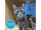 Adopt Soundgarden a Domestic Short Hair