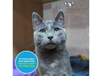 Adopt Pearl Jam a Domestic Short Hair