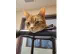 Adopt Thomas a Domestic Short Hair