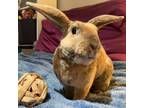 Adopt Whiskey a Mini Rex