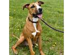 Adopt Maximus a Pit Bull Terrier, Mixed Breed