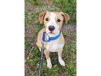 Adopt Mowgli a Mixed Breed