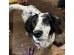 Adopt Available - Griffen a English Setter
