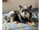 Adopt Todd a Cairn Terrier, Mixed Breed