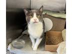 Adopt Jake a Domestic Short Hair