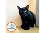 Adopt Black Stars a Domestic Short Hair