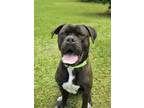 Adopt Johm Cema 52508 a Mastiff, Boxer