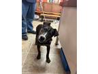 Adopt Spike a Mixed Breed