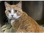 Adopt 72373a Jeffery-Pounce Cat Cafe a Domestic Short Hair