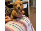 Dachshund Puppy for sale in Dallas, GA, USA