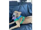 Adopt LAZLO a Mixed Breed