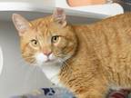 Adopt HOLMES a Domestic Short Hair