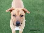 Adopt CARSON a Mixed Breed