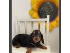 Dachshund Puppy for sale in Russellville, AR, USA