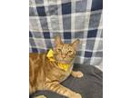 Adopt Rolo a Domestic Short Hair