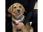 Adopt Lucus a Shepherd, Labrador Retriever