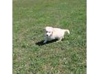 Golden Retriever Puppy for sale in New Bloomfield, PA, USA