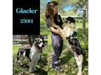 Adopt Glacier a Great Pyrenees, Australian Shepherd