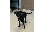 Adopt Aramis a Pug, Mixed Breed