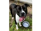 Adopt CASSIUS a Pit Bull Terrier, Mixed Breed