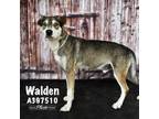 Adopt WALDEN a Siberian Husky, Mixed Breed