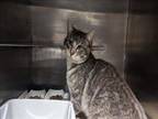 Adopt SLINKY MALINKY a Domestic Short Hair