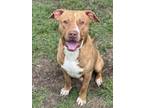 Adopt BERT a Pit Bull Terrier, Mixed Breed