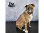 Adopt ZEUS a Pit Bull Terrier, Mixed Breed