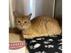 Adopt Chester a Domestic Short Hair