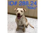 Adopt "Niko" #288.24 a Yellow Labrador Retriever