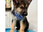 German Shepherd Dog Puppy for sale in Arcadia, CA, USA