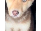 German Shepherd Dog Puppy for sale in Arcadia, CA, USA