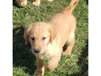 Golden Retriever Puppy for sale in Riga, MI, USA