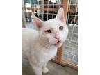 Adopt Coconut 6 a Siamese