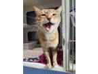 Adopt Oliver a Domestic Medium Hair, Domestic Short Hair