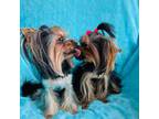 Yorkshire Terrier Puppy for sale in Robbinsville, NJ, USA
