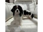 Cavalier King Charles Spaniel Puppy for sale in Fall River, MA, USA