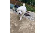 Adopt Taco HTX a Great Pyrenees