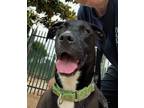 Adopt BANKS a American Staffordshire Terrier, Mixed Breed